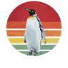 Penguin Penguins Animal