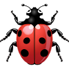 Ladybird