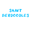 Saint Berdoodle