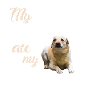 Devoirs du Labrador