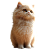 Persialainen kissa persialainen kissa persialainen kissa söpöjä kissoja
