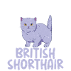 British Shorthair Gifts