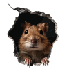 Agouti