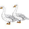 Gänse