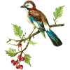 Bunter Vogel