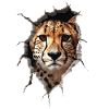 Cheetah