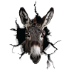 Donkey