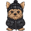 Yorkshire Terrier Hund Winter