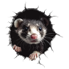 Frettchen