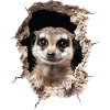 Suricate