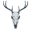Deer skull