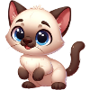 Siamese kitten