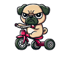 Funny Pug on Tricycle