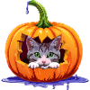 Pumpkin with Halloween cat