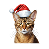 Christmas abyssinian cat