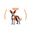 Coffee and Podenco Ibicenco