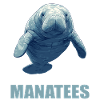 Seekuh Manatees Manatee
