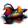 Mandarin duck