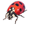 Ladybug Marienkäfer