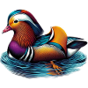 Mandarin duck