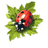Ladybug Marienkäfer