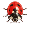 Ladybug Marienkäfer