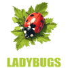 Ladybug Marienkäfer