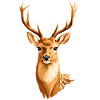 Cerf doré