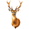 Magnificent fawn