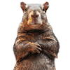 Agouti