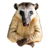 Fourmilier