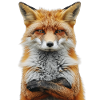 Renard