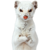 Ermine