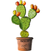 Sicily prickly pear in pots