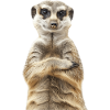 Suricate