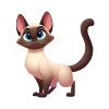Siamese 16