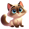 Siamese 17