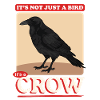 Crows Birds Black Ravens Gift