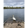 Cygne
