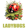 Ladybug Marienkäfer