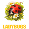 Ladybug Marienkäfer