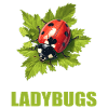 Ladybug Marienkäfer