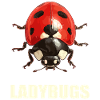 Ladybug Marienkäfer