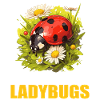 Ladybug Marienkäfer