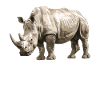 Rhino Rhinos Rhino