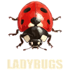 Ladybug Marienkäfer