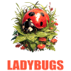 Ladybug Marienkäfer