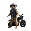 Biker meerkat