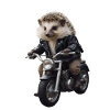 Biker hedgehog