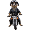 Biker meerkat